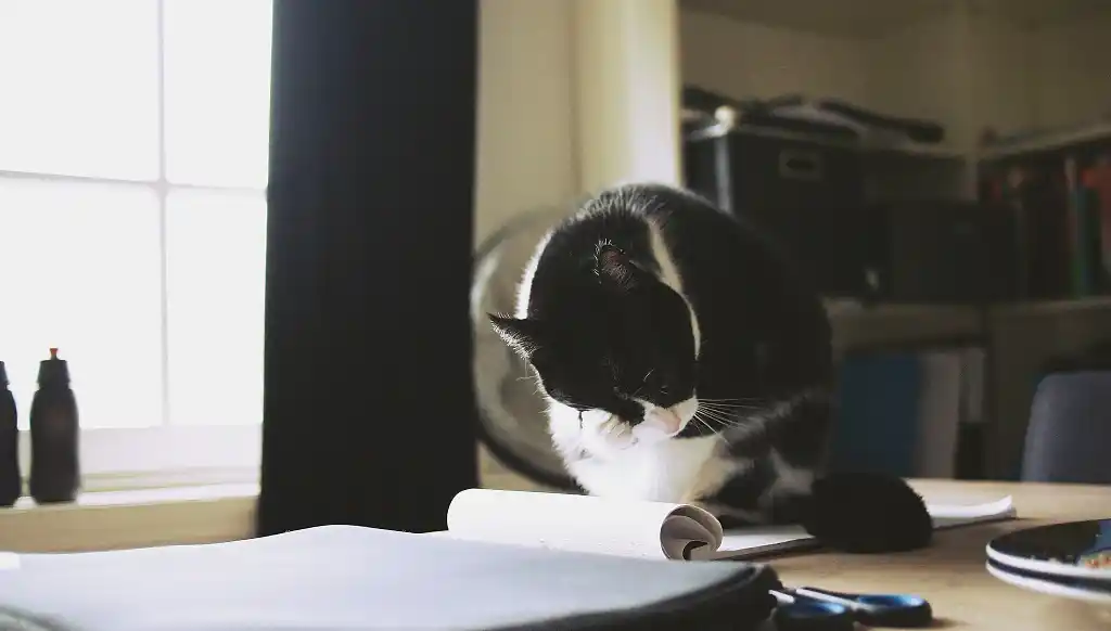 A cat sitting on a notebook